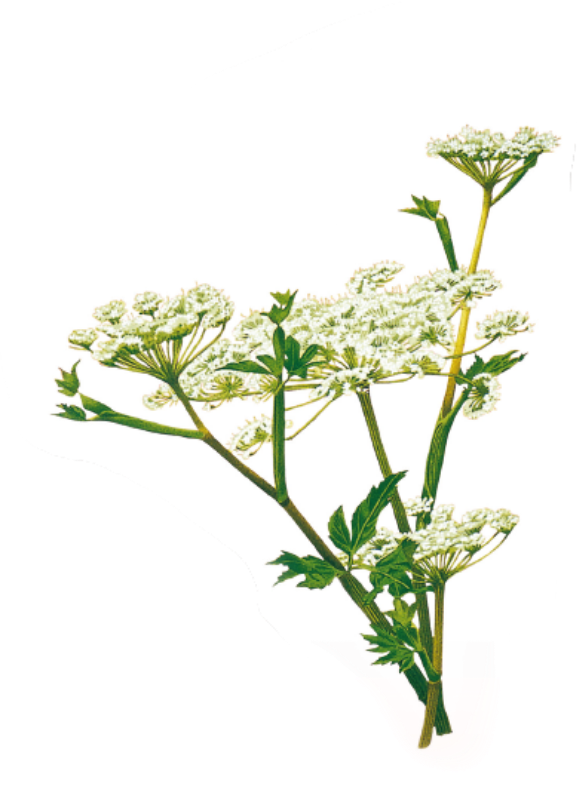 当帰の花